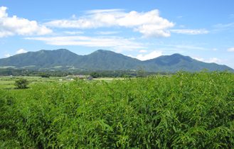 蒜山三座とカワラケツメイ