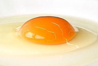 卵のイメージ