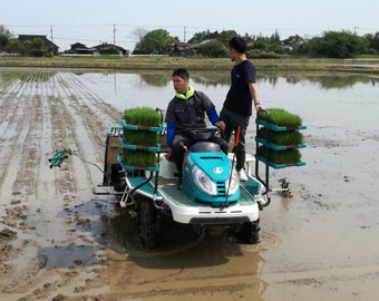 田植え