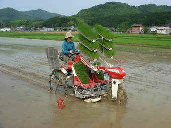 田植え