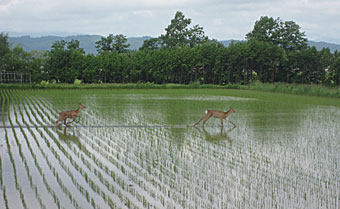 田植え