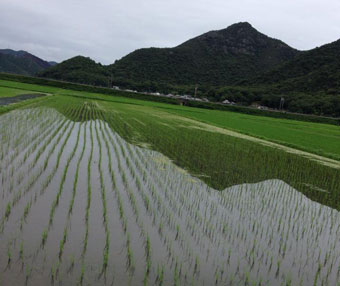 田園風景