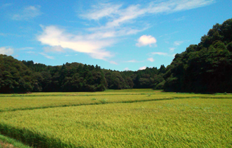 里山米