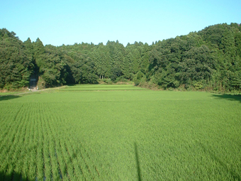 里山のいきもの