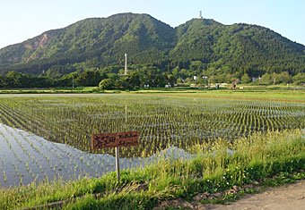 水田風景