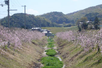 さくらの郷ファーム