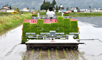 田植え