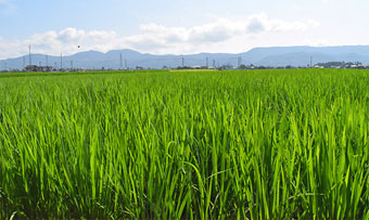 田園