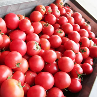 信州いなっこトマト