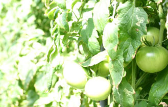 信州いなっこトマト3